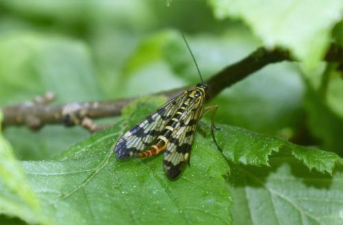 Panorpa sp.